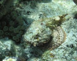 Spotted scorpionfish. Shot in shallow water. Only a sligh... by Don Bruschera 